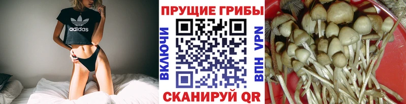 Псилоцибиновые грибы Psilocybine cubensis  Волгореченск 